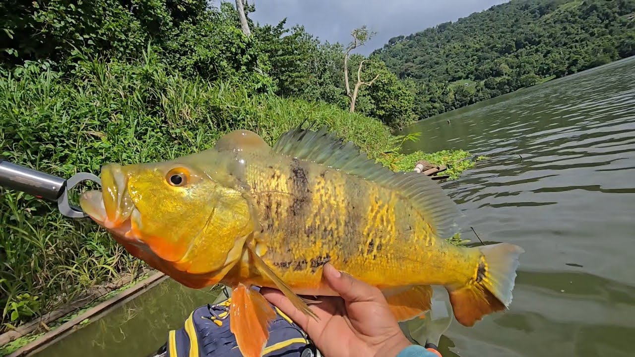 Video #14: Buena pesca de Tucunaré de 20