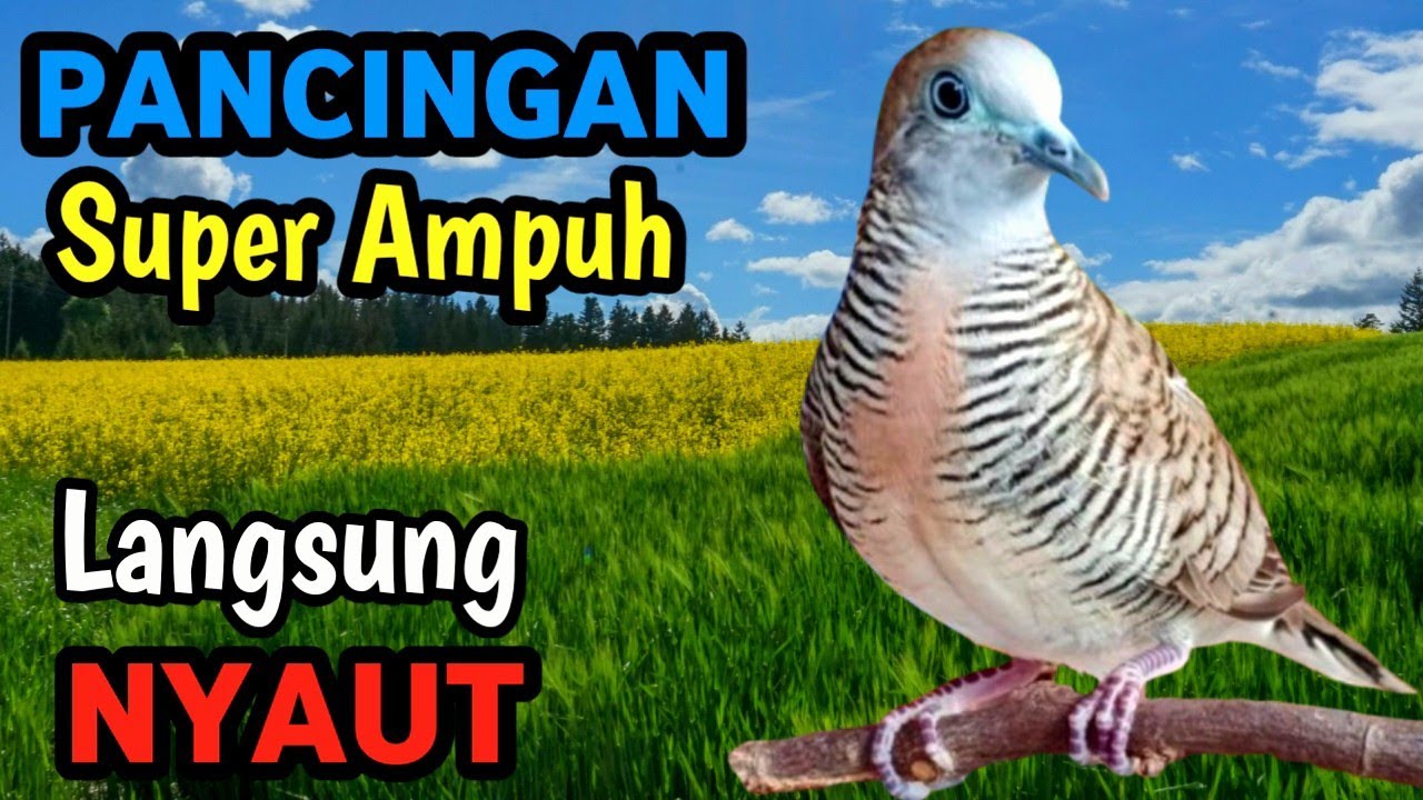 Masteran Perkutut Terapi Alam Aliran Sungai | Relaxing River Sound for Meditation & Stress Relief