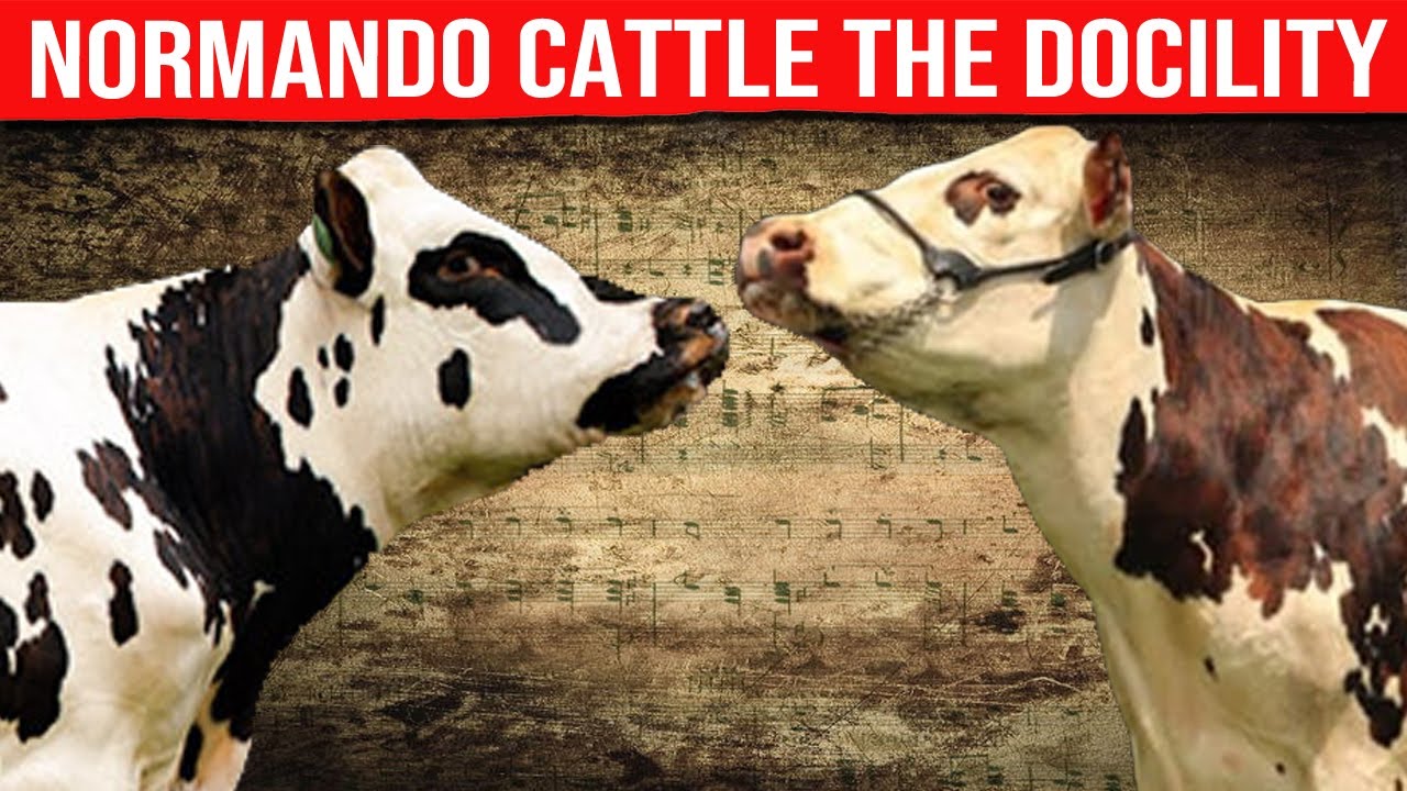 🔴 [ DAIRY COWS ] NORMANDO CATTLE DOCILITY ✅ Biggest Bulls And Cow
