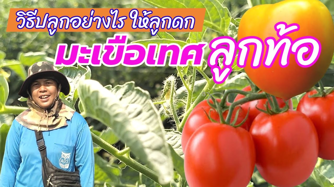 ปลูกมะเขือเทศลูกท้อ วิธีปลูกอย่างไร  ให้ลูกดก
