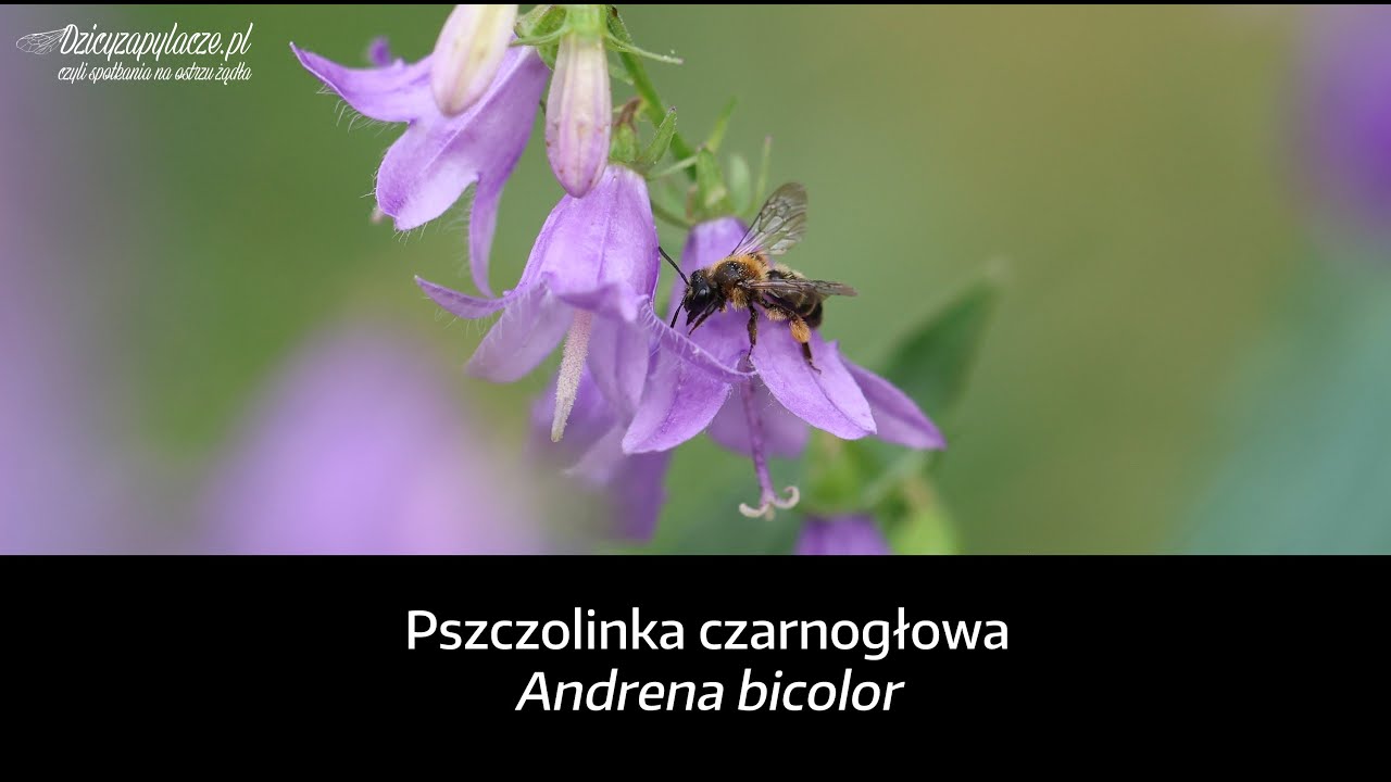 Pszczolinka czarnogłowa (Andrena bicolor)
