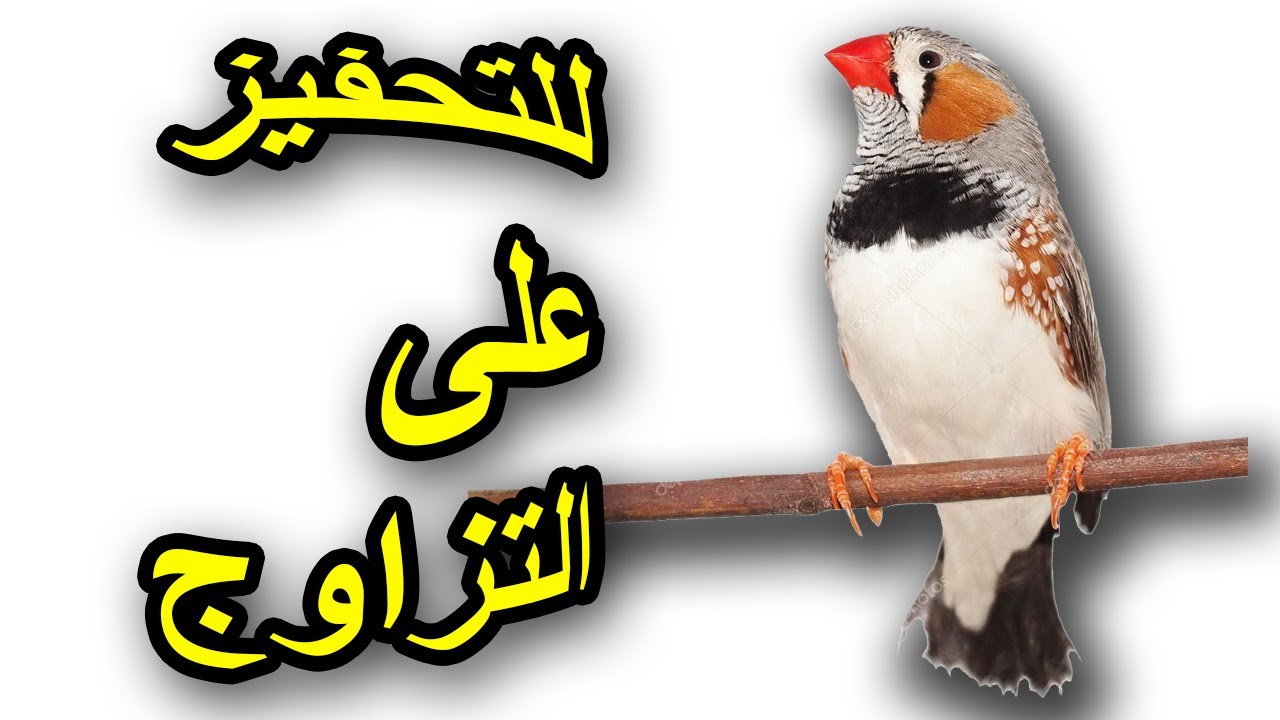 أقوى صوت لطائر الزيبرا للتحفيز على التزاوج  The strongest sound of a zebra bird to stimulate mating