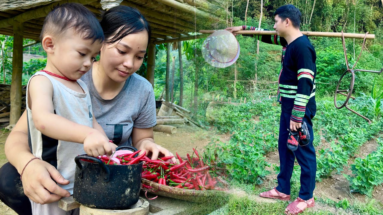 Pao wants to stay with Huong to take care of baby Bon - Huong harvests chili peppers on a rainy day