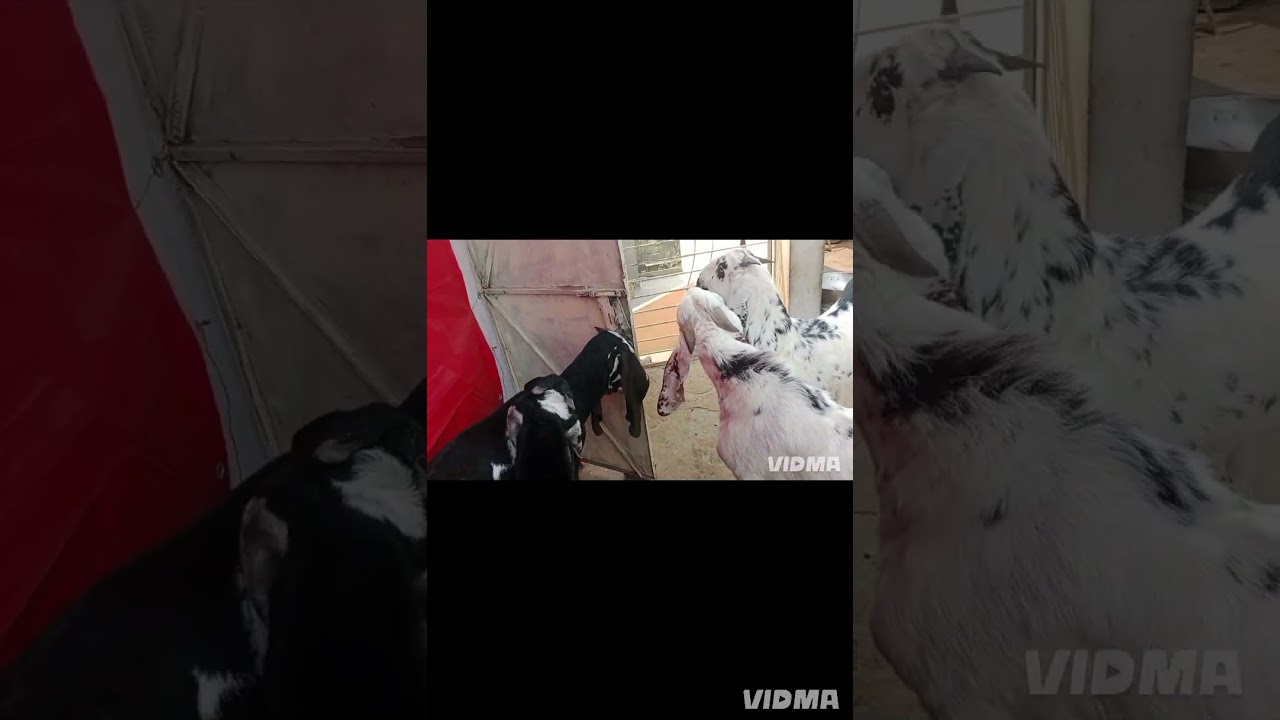 جانوروں میں موشن کا بار بار لگنا اور اپھارہ کا ہونا وجہ اور علاج یہ ای ٹی وی نہی