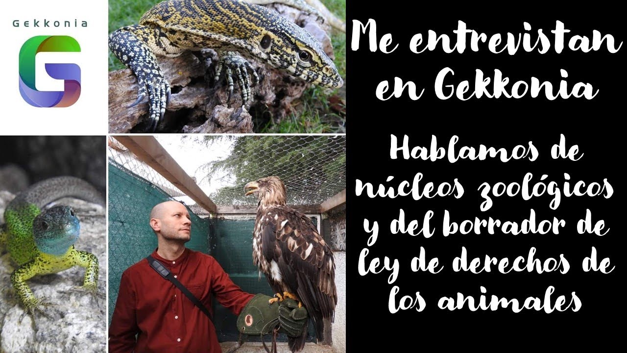 Me entrevistan en Gekkonia y hablamos de núcleos zoológicos y el borrador d derechos de los animales