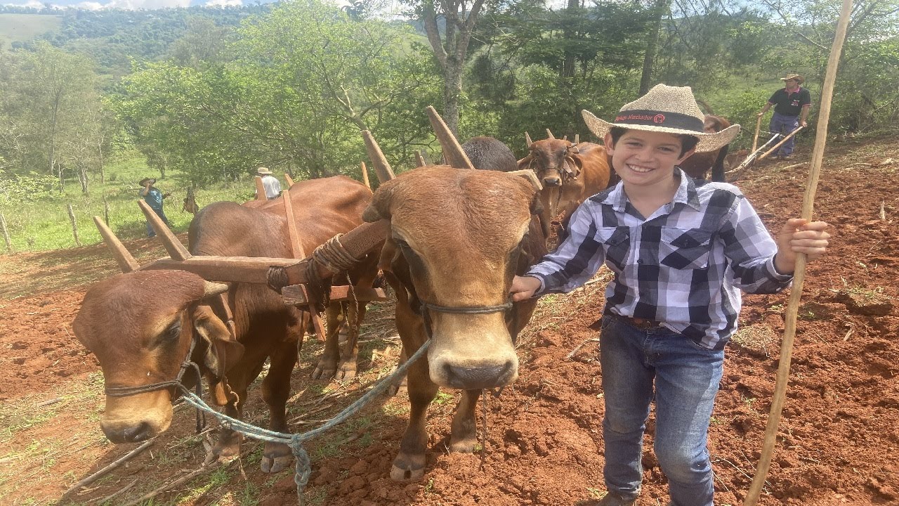 ARANDO TERRA COM A BOIADA EM BORDA DA MATA-MG