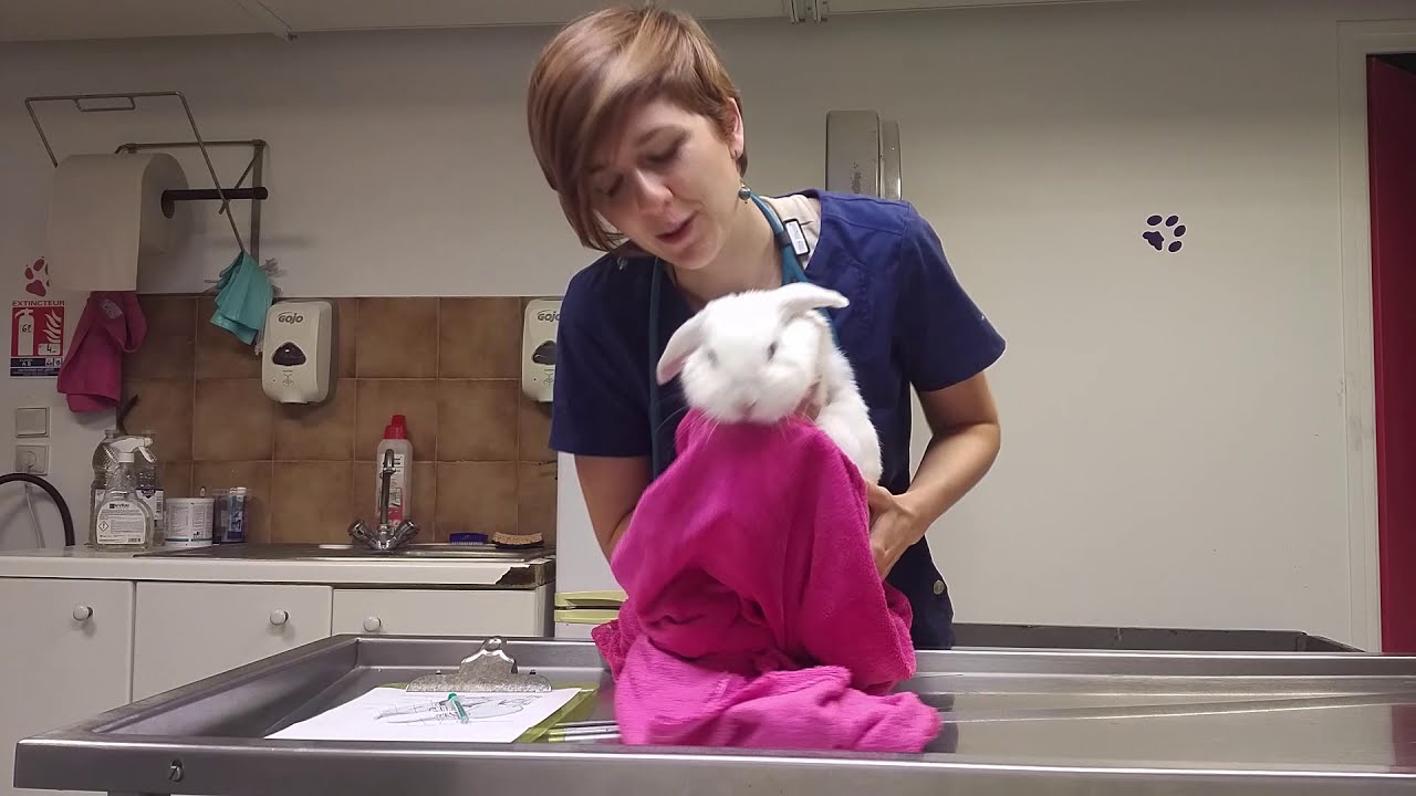 Tuto NAC : Donner un médicament à votre lapin