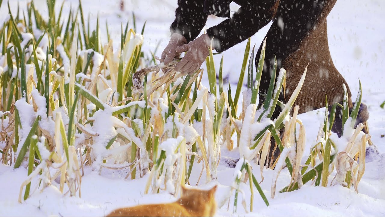 ❄️겨울 준비는 지금이 적기, 김장하고 눈 오는 겨울 텃밭 파먹는 일상☃️Winter begins, Cozy Winter Routine🪵🔥 (Making Kimchi🥬)