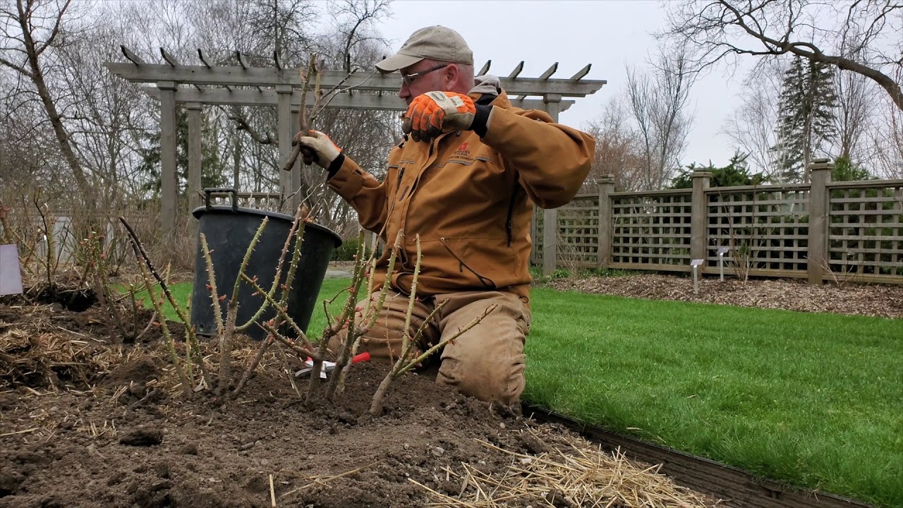 Hybrid Tea Rose Pruning