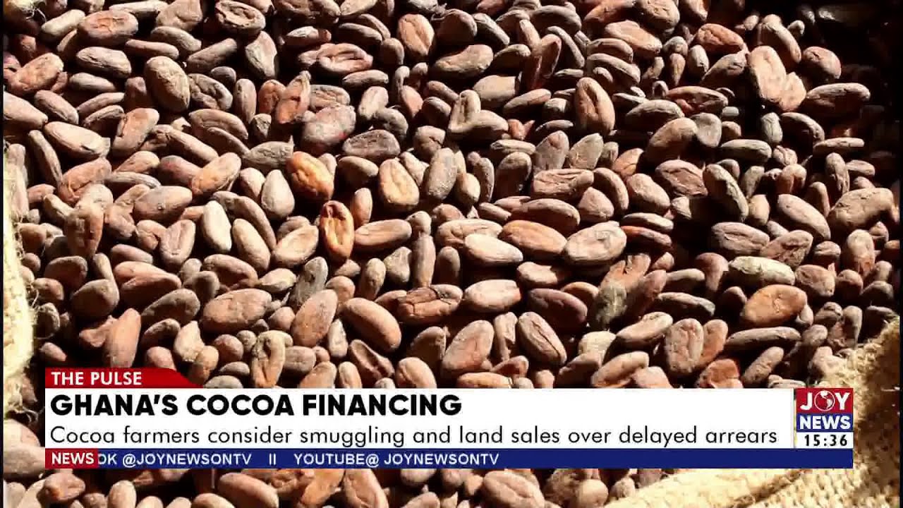 Ghana's Cocoa Financing: Cocoa farmers consider smuggling and land sales over delayed arrears