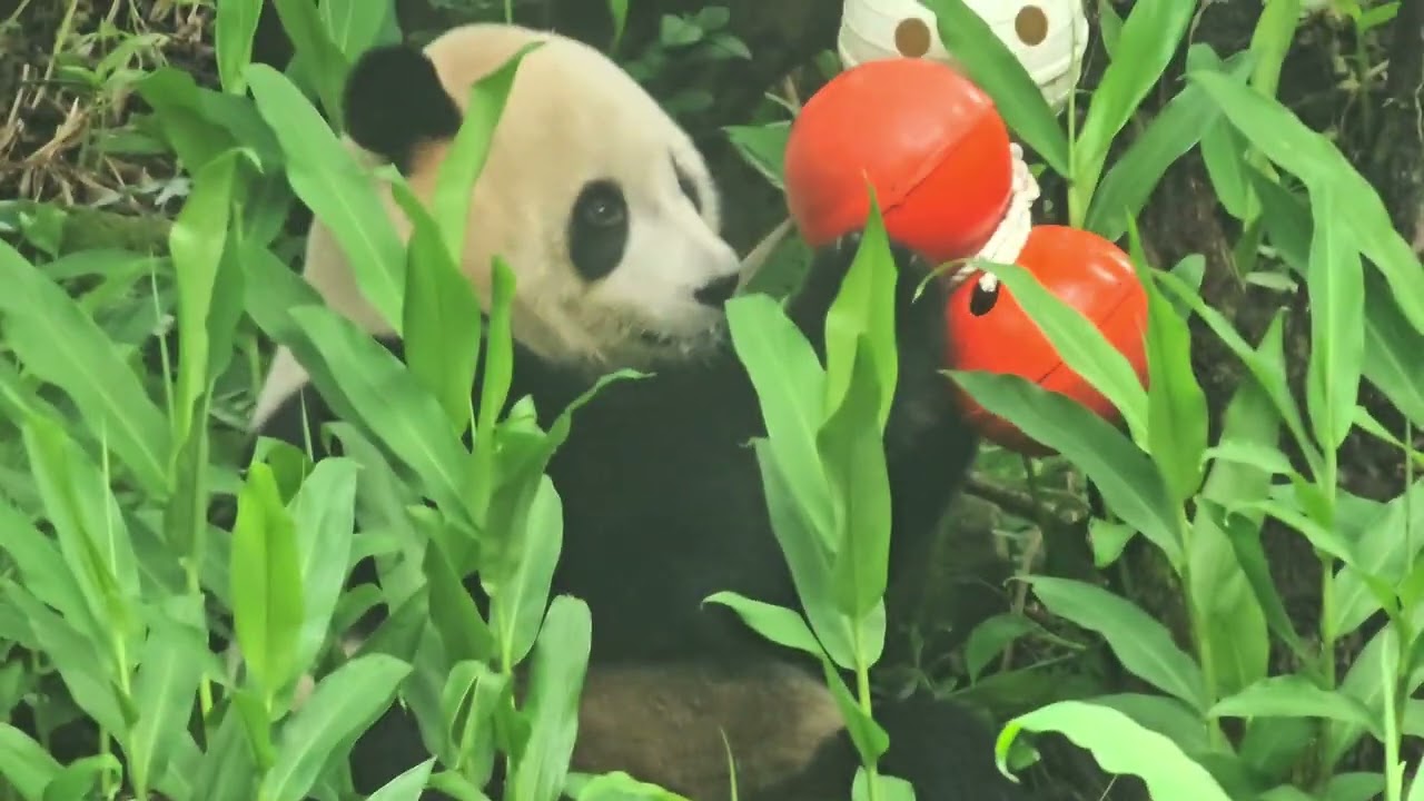 2025/11/20圓寶午餐（嚴禁轉載）