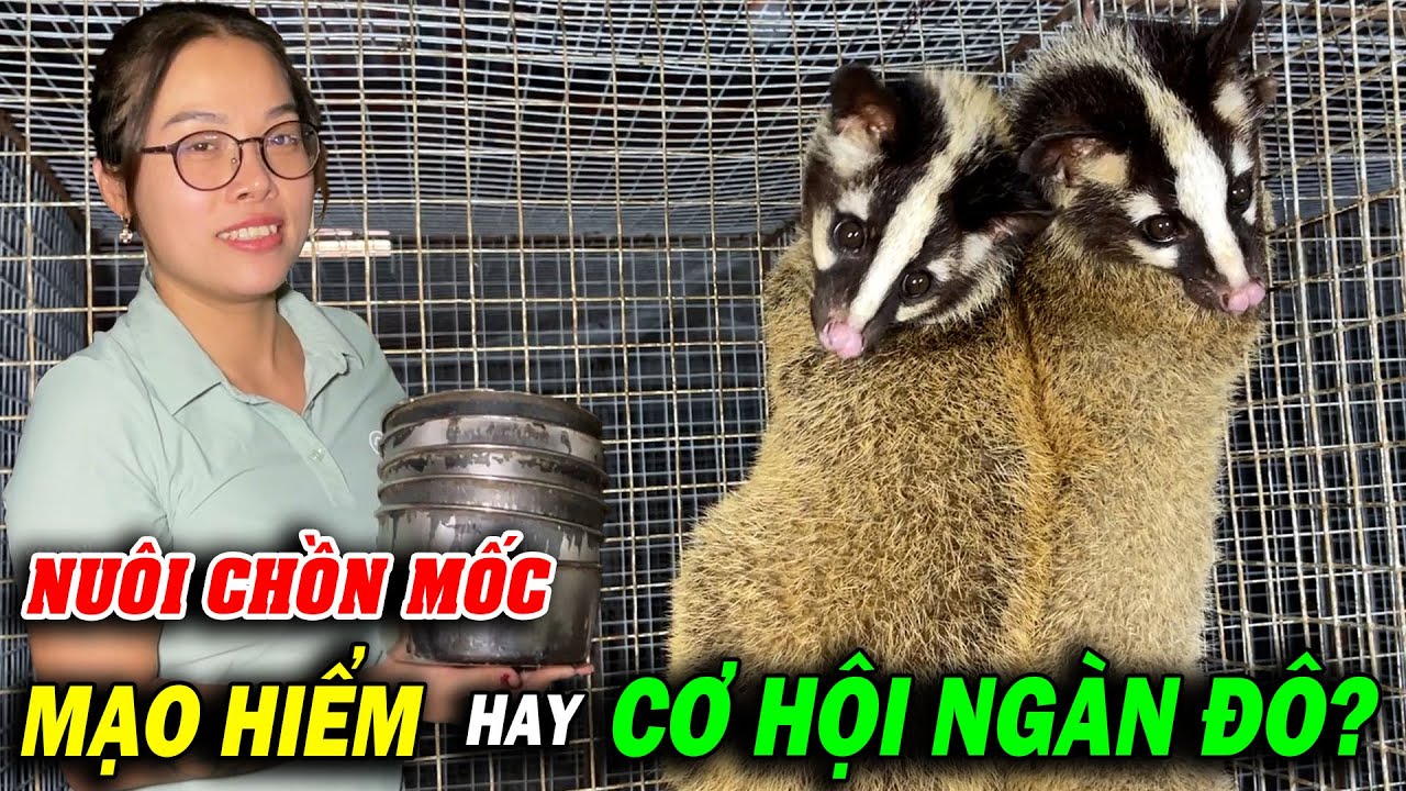 NUÔI CHỒN MỐC: MẠO HIỂM HAY CƠ HỘI NGÀN ĐÔ? | CHĂN NUÔI VIỆT