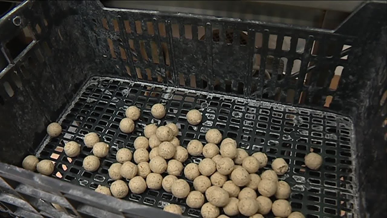 La Bouillette tarnaise : un app&acirc;t 100% local pour attirer les carpes