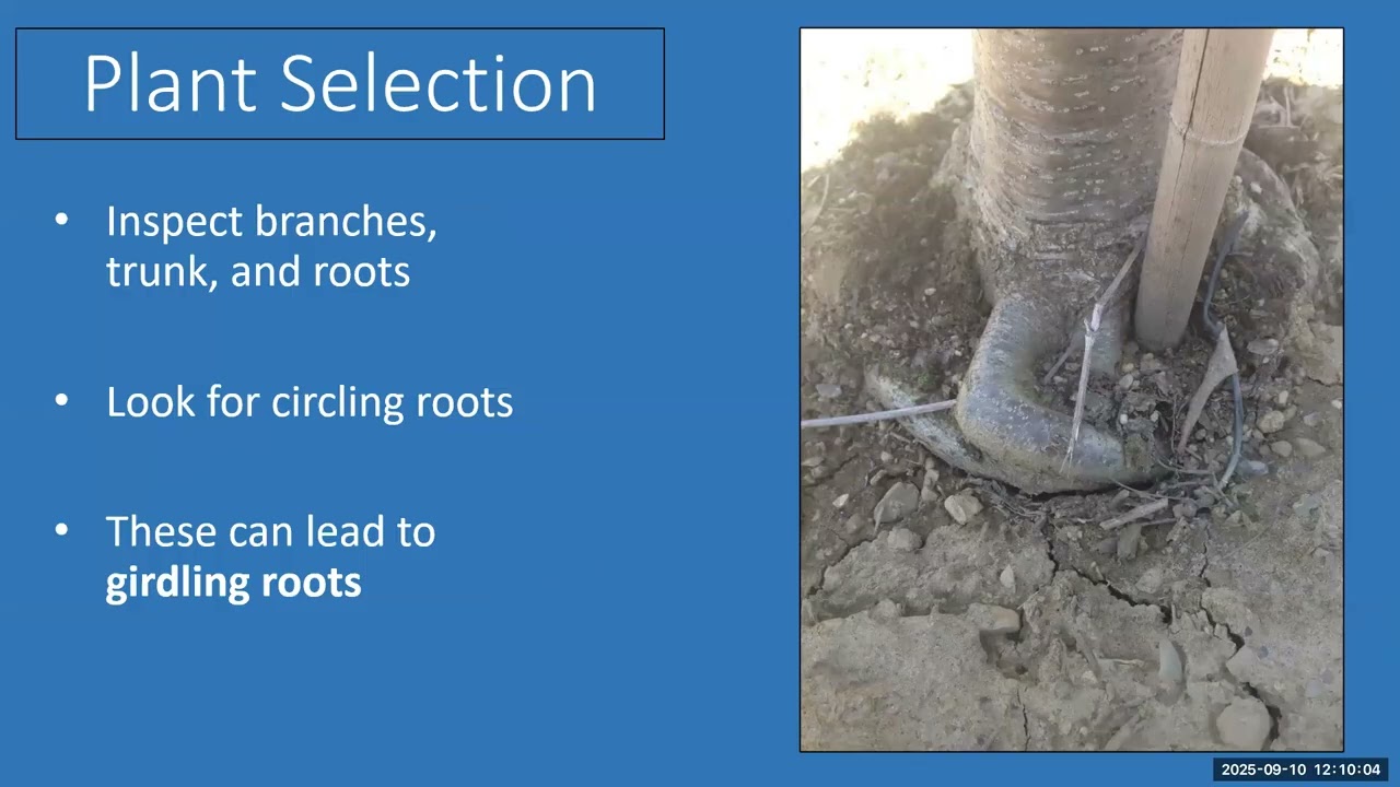 Rooted for Success: Tree Planting Best Practices