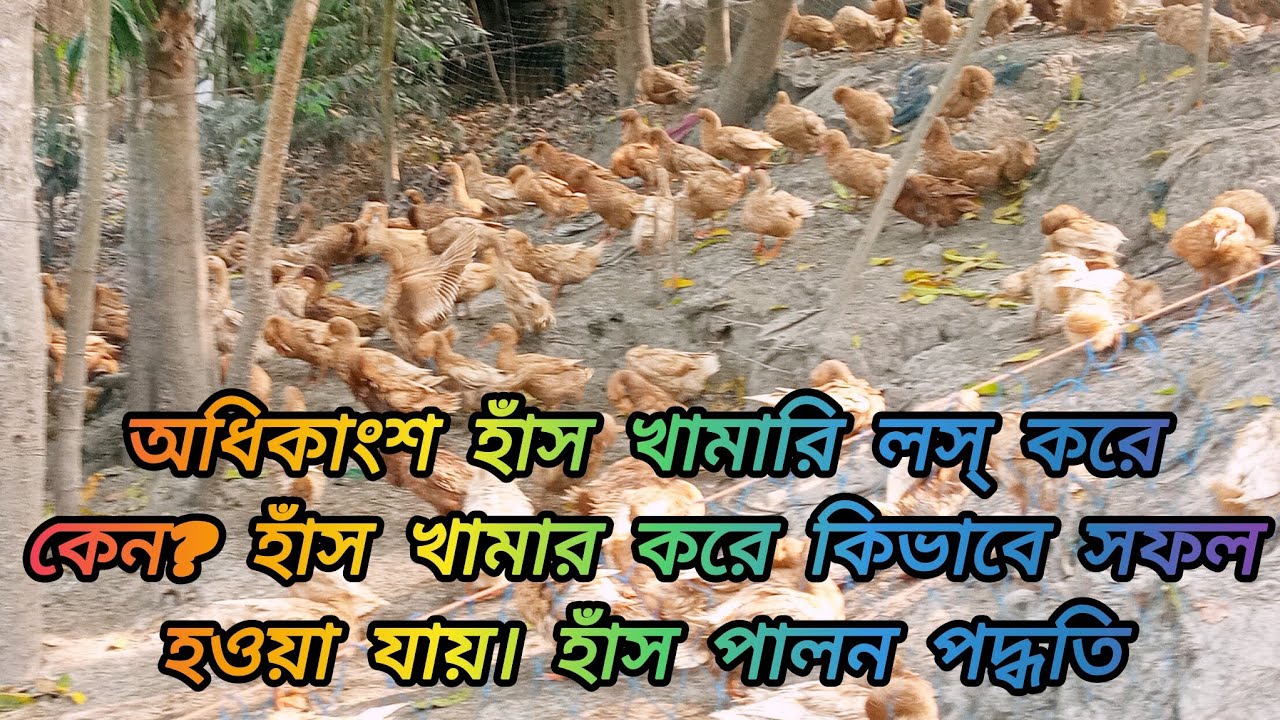 অধিকাংশ হাঁস খামারি লস্ করে কেন? হাঁস খামার করে কিভাবে সফল হওয়া যায়। হাঁস পালন পদ্ধতি duckfarming