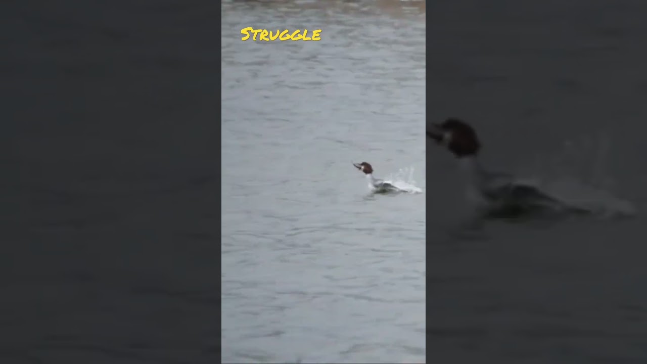 Catching your fish and eating it too - common merganser! #birds #birdbehavior #nature #fishingvideo