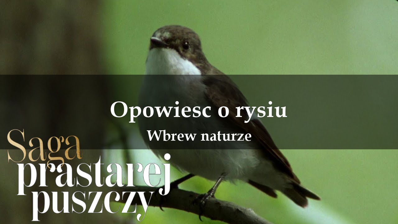 Saga prastarej puszczy 10 Opowieść o rysiu Wbrew naturze