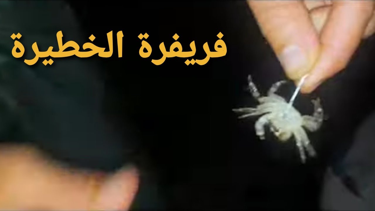 أجواء ممتعة ممزوجة بين ضياء الشمس وغسق الليل وتأملات في ملكوت الخالق عز وجل