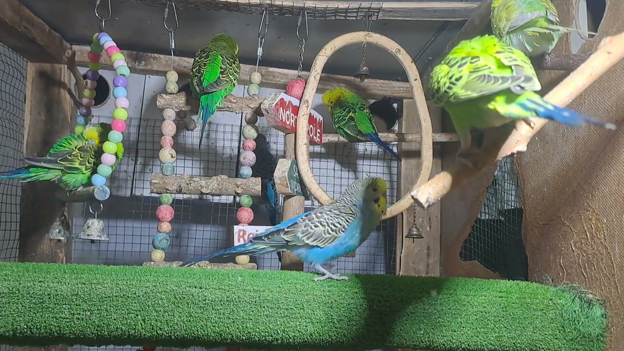 Mini parrot family