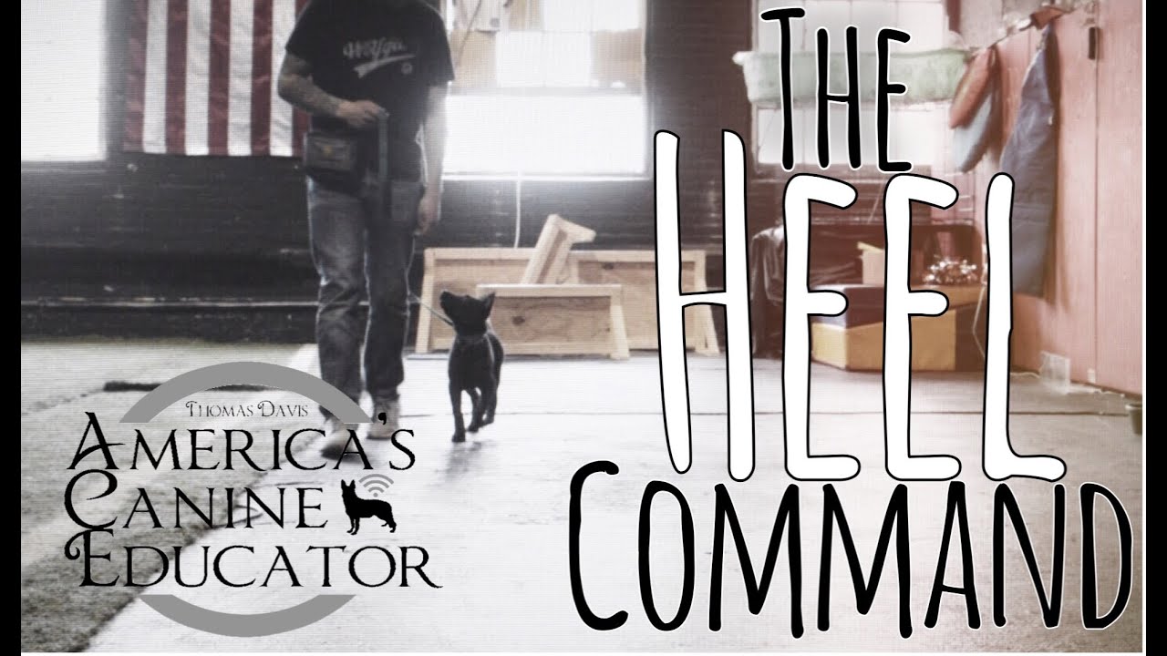 How to Teach your dog the Heel command - Dog Training with America's Canine Educator