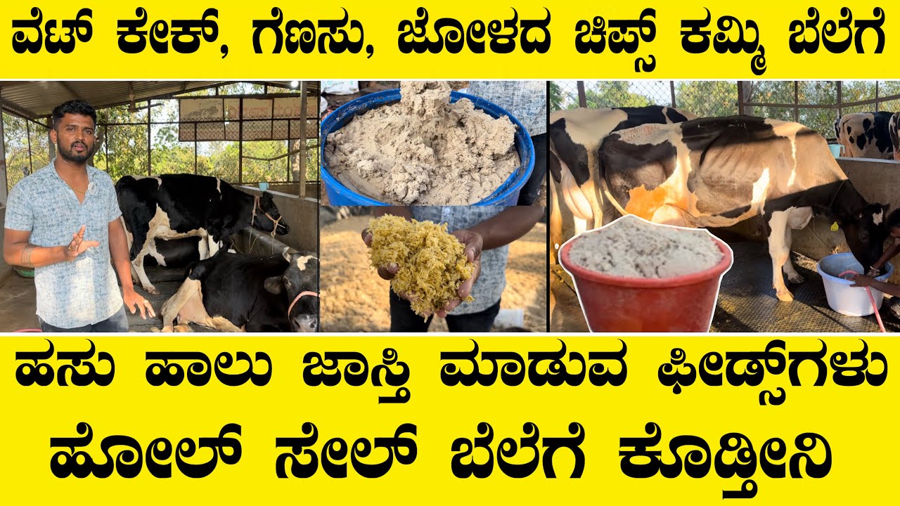 ಹಸು ಹಾಲು ಜಾಸ್ತಿ ಮಾಡುವ ಈ 3 ಫೀಡ್ಸ್ ಹೋಲ್ ಸೇಲ್ ಬೆಲೆಗೆ ಕೊಡ್ತೀನಿ।।cow feeds new ideas