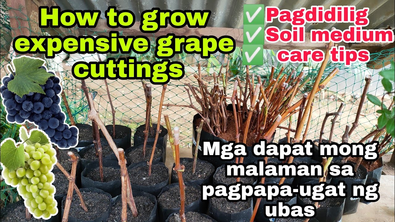 Paano Paugatin ang Grape Cuttings na galing sa Shipment? 🍇