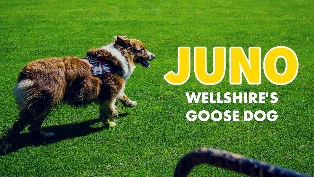 Meet Juno, Wellshire's Goose Dog | Tee Time