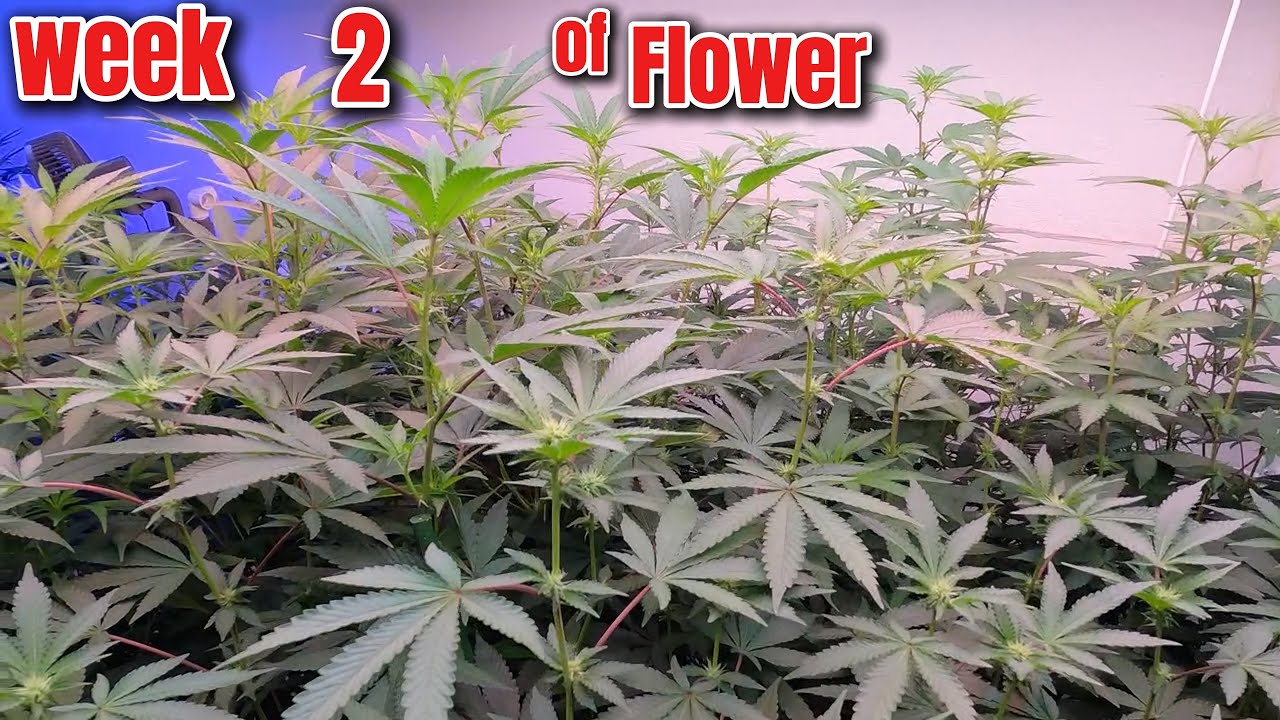 800W VS 1000W INDOOR GROW WEEK 2 OF FLOWER GROWING WITH MARSHYDRO LED