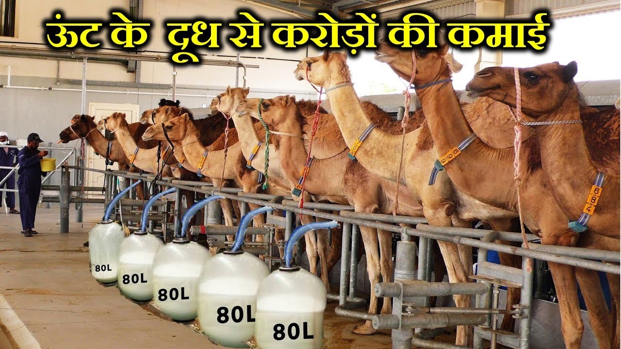 3000 रुपये लीटर , ऊंट का दूध बेचकर करोड़ों कमा रहे हैं लोग । CAMEL MILK FARMING.