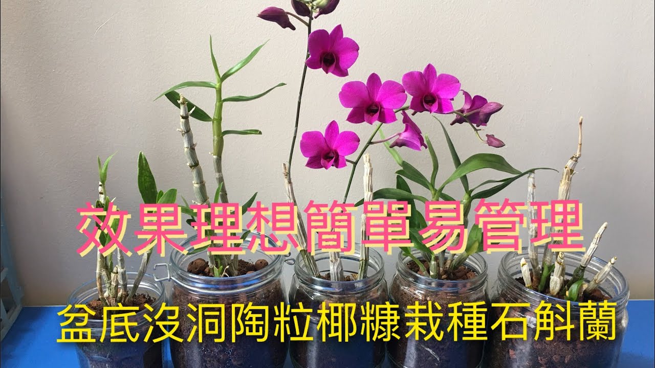 盆底沒洞，整潔、美觀（陶粒椰糠）栽種石斛蘭及施肥澆水管理方法（19-6-2020）