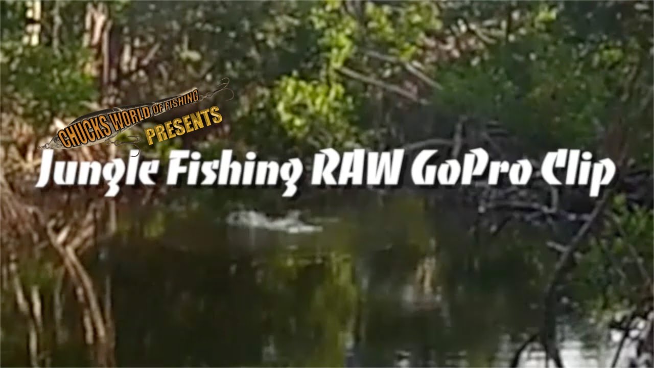 Big Fish Strikes Lure in the Florida Saltwater Marsh