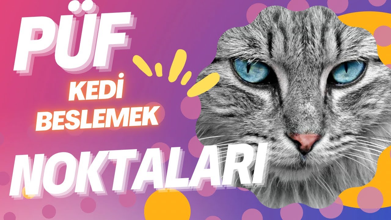 Evde Kedi Beslemenin P&uuml;f Noktaları