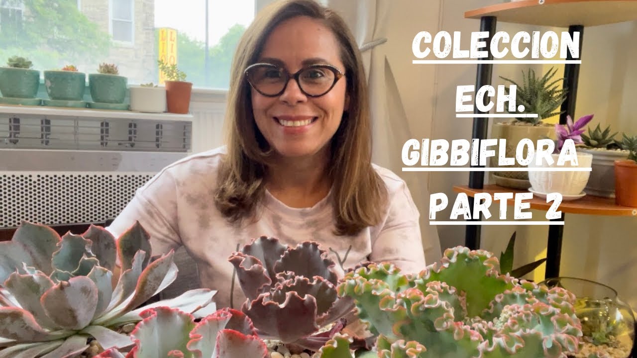 Echeveria Gibbiflora Híbridos parte 2 🪴 #suculentas #hibrido #plantas #garden #especial