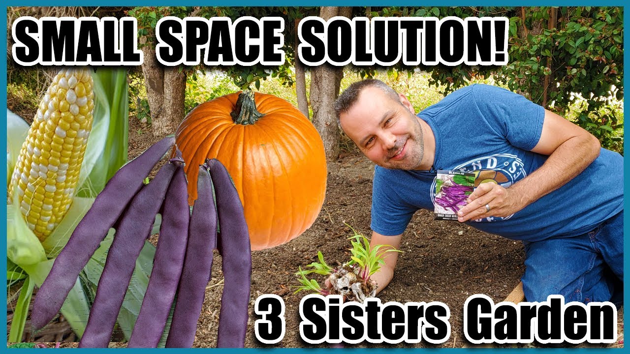 Planting a 3 Sisters Garden /  How to Grow Corn,  How to Grow Squash, How to Grow Beans... Together!