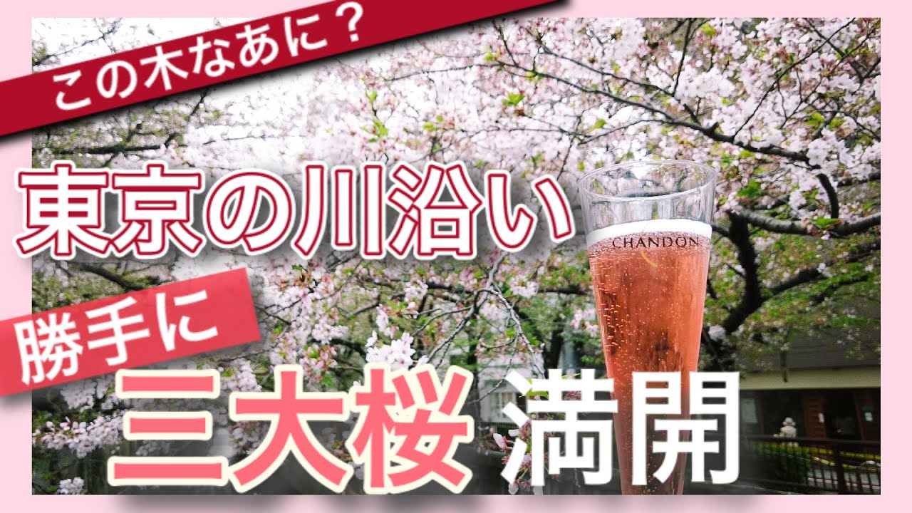 【東京！川沿いの三大桜！満開】張り出し度No1、春の小川度No1、オシャレ度No1　～この木はなあに？？～