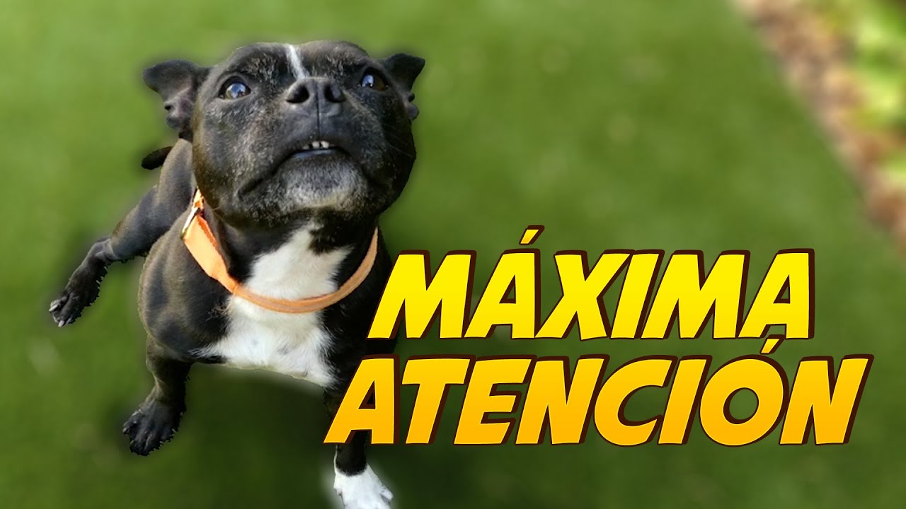 Empieza a Adiestrar a tu Perro 🐶🤓 | Entrenamiento de FOCUS EP:1 📝