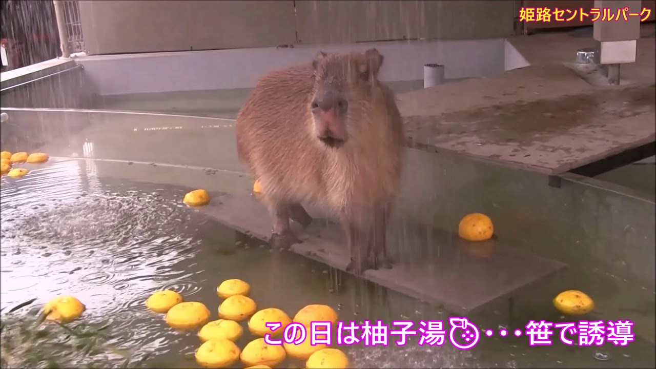 カピバラ （姫路セントラルパーク篇）「Capybara Garden」Grand Open！