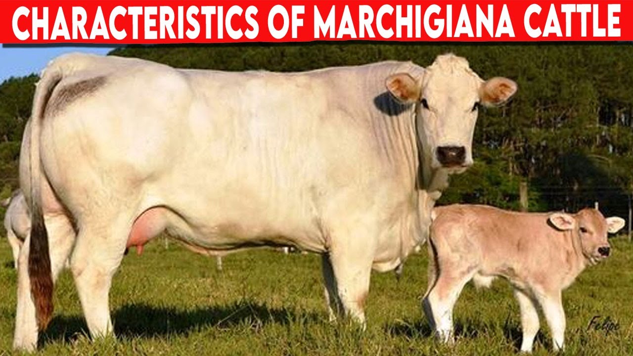 ⭕ Marchigiana CHARACTERISTICS ✅  Cattle MARCHIGIANA