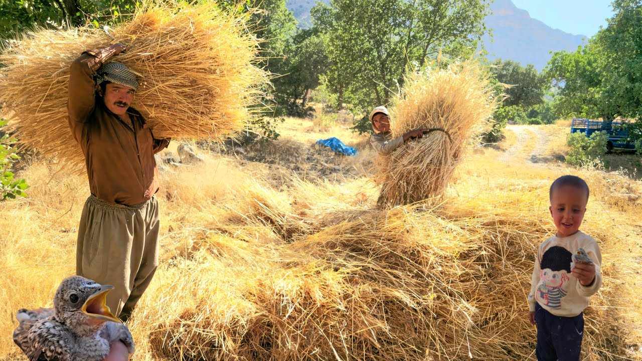 🌾Wheat harvest in the Zagros Mountains | The real life of nomads and the struggle for winter bread🏕️