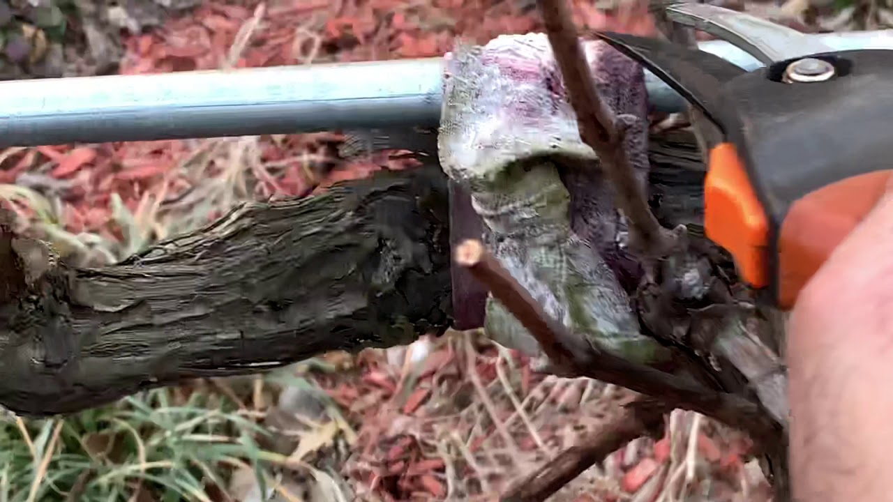 آموزش باغبانى با صابر چگونه درخت انگور را جوان سازيم how grafting grape trees with saber