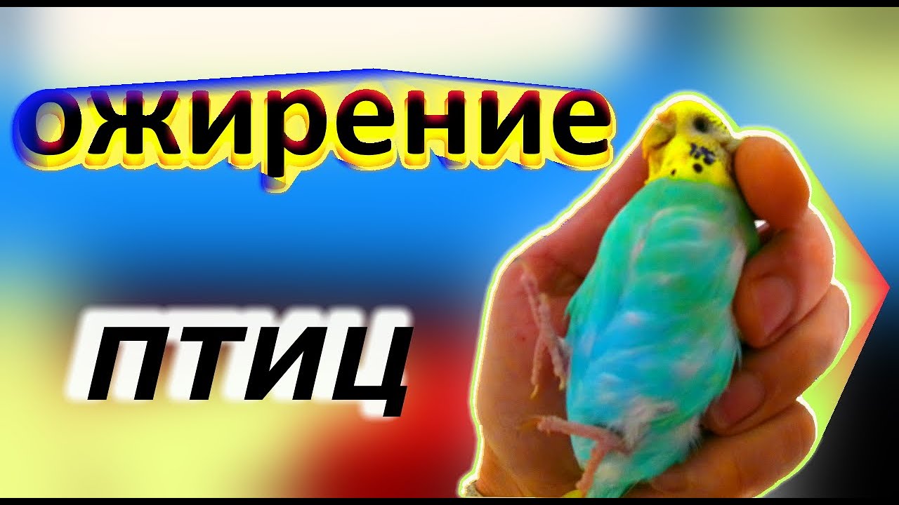 ожирение волнистых попугаев/причины ожирения попугая