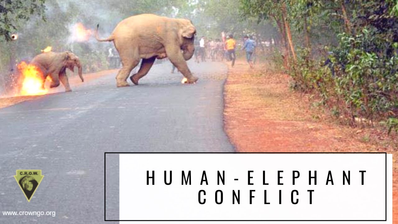 HUMAN - ELEPHANT CONFLICT