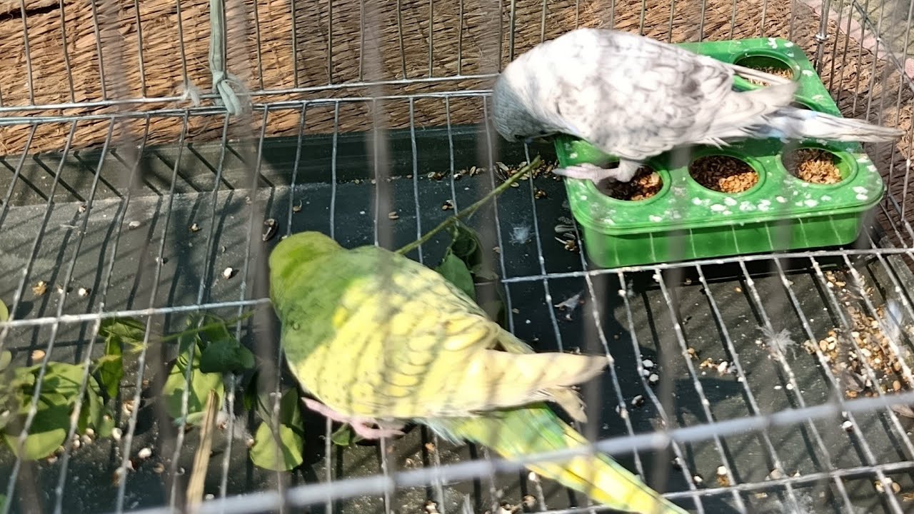 Birds live #Any Video #viral 