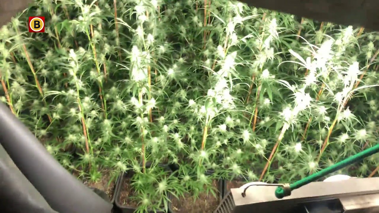 Grote ondergrondse hennepkwekerij onder garagebedrijf in Tilburg, meer dan duizend planten.