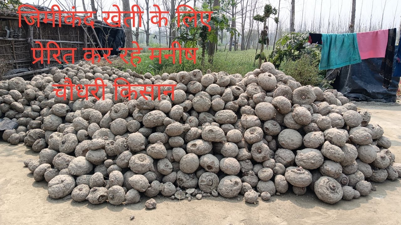 जिमीकंद खेती के लिए प्रेरित कर रहे मनीष चौधरी किसान