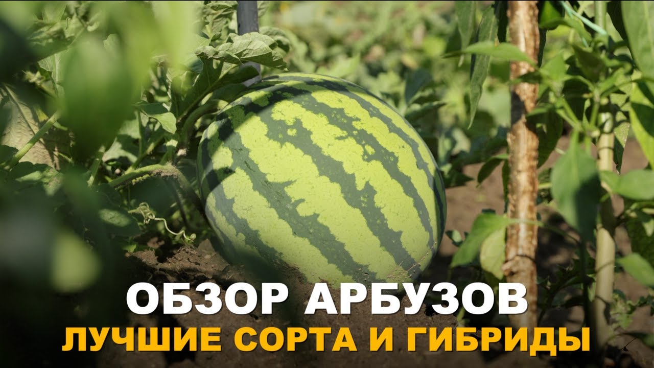 ХОТЬ С ПОГОДОЙ И НЕ ВЕЗЛО, УРОЖАЙ АРБУЗОВ РАДУЕТ. Обзор сортов и гибридов арбузов у меня в огороде.