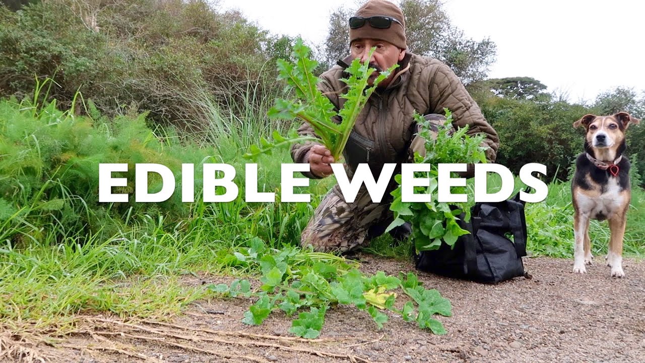 Puha and Pork Chops -  Wild Forage Boil Up
