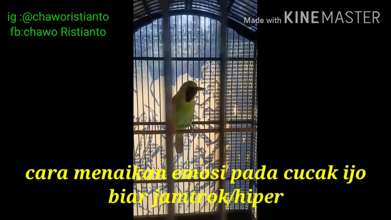 cara menaikan emosi cucak ijo agar jamtrok dan hiper..