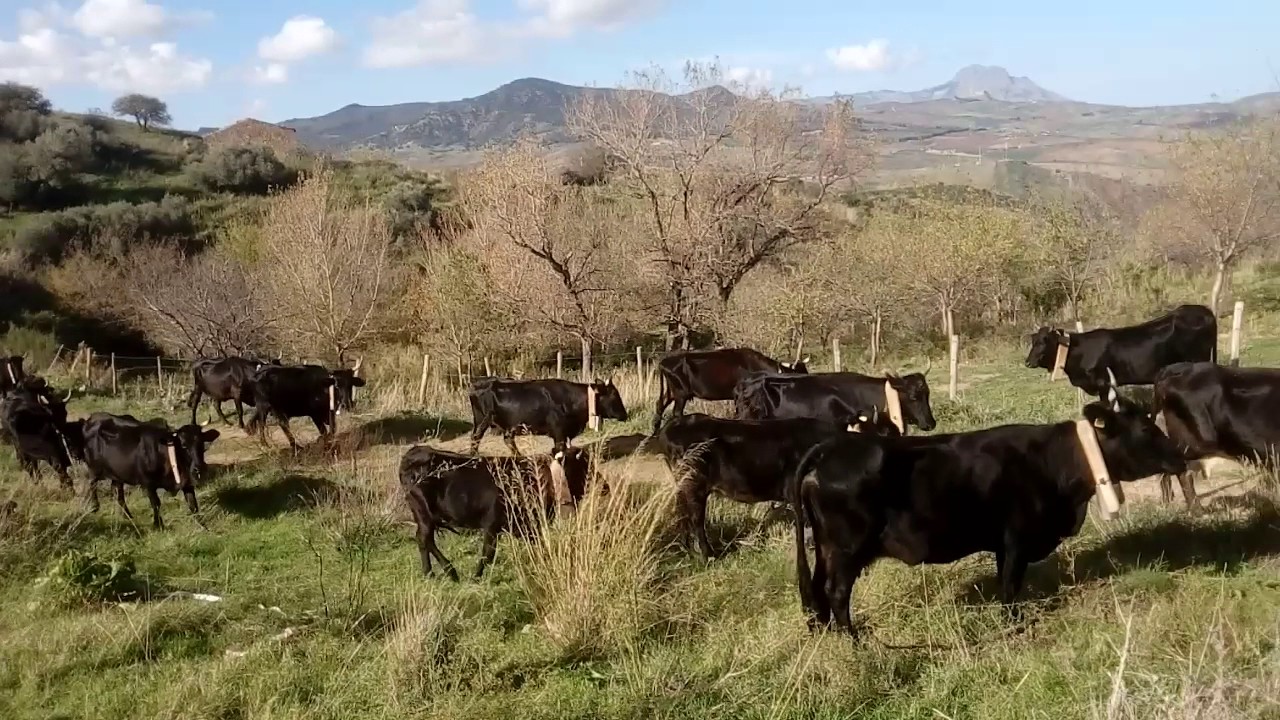 Monte Riparato   Transumanza vacca Cinisara   Masseria Cuccia Caltavuturo PA