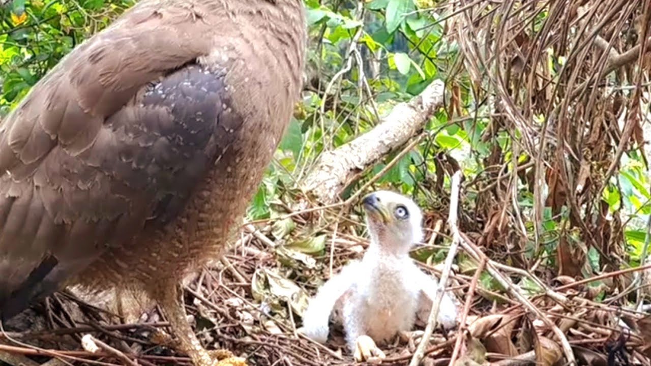 REAKSI ANAK ELANG KEDATANGAN INDUK JANTAN YG JARANG MELOLOH ANAKNYA